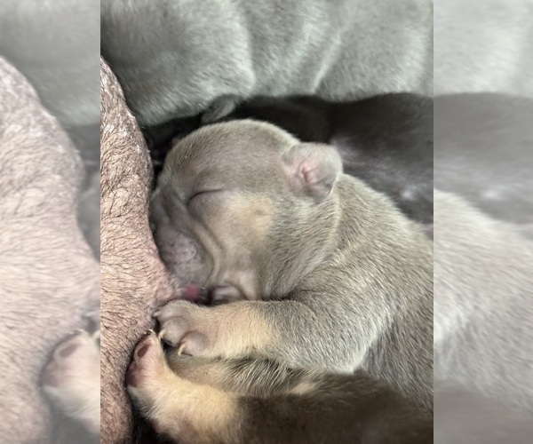 Medium Photo #5 French Bulldog Puppy For Sale in BIG RAPIDS, MI, USA