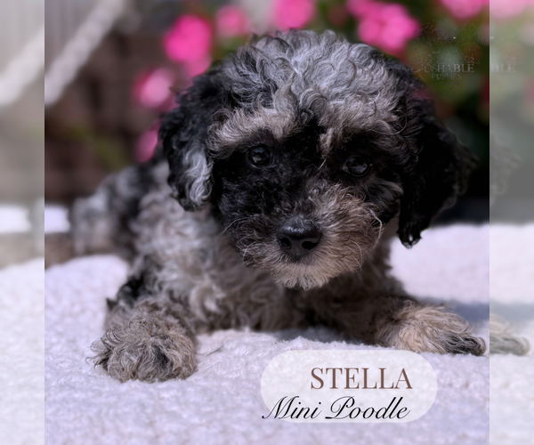 Medium Photo #2 Poodle (Miniature) Puppy For Sale in ELMHURST, IL, USA