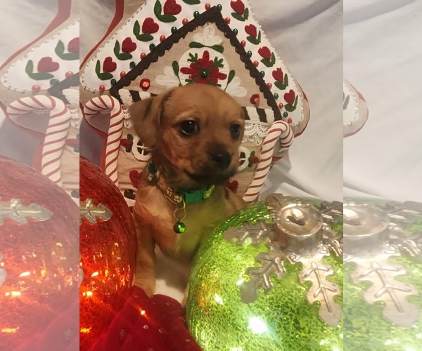 Medium Photo #3 Chiweenie Puppy For Sale in Grafton, WI, USA