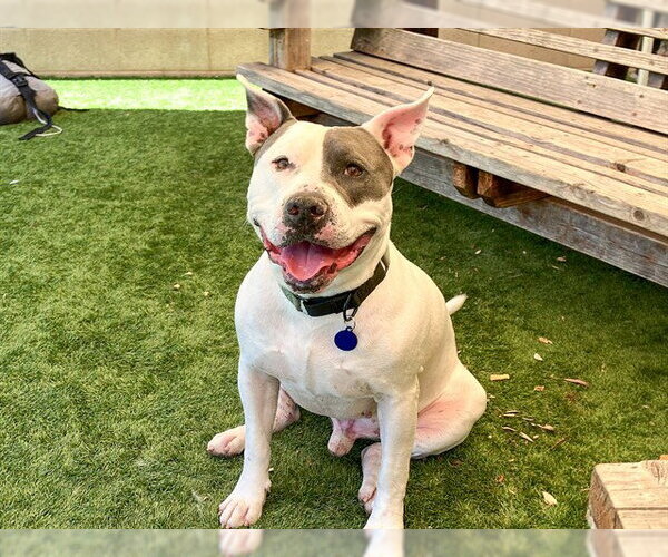 Medium Photo #3 Mutt Puppy For Sale in Orange, CA, USA