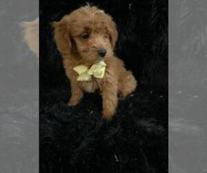 Goldendoodle (Miniature) Puppy for sale in INDIANAPOLIS, IN, USA