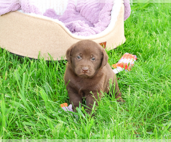 Medium Photo #4 Labrador Retriever Puppy For Sale in SYRACUSE, IN, USA