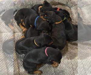Doberman Pinscher Litter for sale in HUNTSVILLE, AL, USA