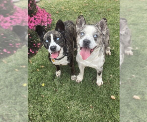 Medium Photo #6 French Bulldog-Siberian Husky Mix Puppy For Sale in Newport Beach, CA, USA