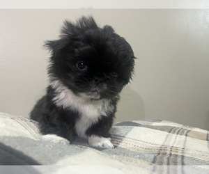 Pekingese Puppy for sale in KANSAS CITY, MO, USA