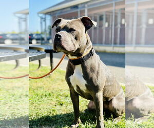 Medium American Pit Bull Terrier