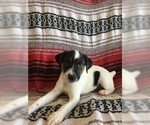 Small Photo #4 Jack Russell Terrier Puppy For Sale in TREZEVANT, TN, USA