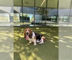 Small #1 Basset Hound