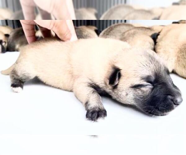 Medium Photo #2 Labrador Retriever Puppy For Sale in Houston, TX, USA