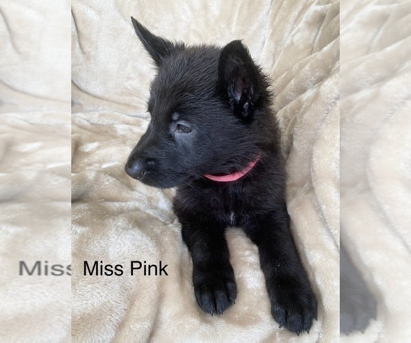 Medium Photo #7 German Shepherd Dog Puppy For Sale in BOKOSHE, OK, USA