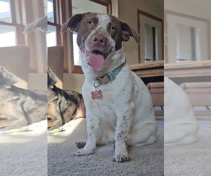 Mutt Dogs for adoption in Emmett, ID, USA