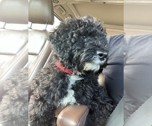 Miniature Labradoodle Puppy for sale in DAVENPORT, IA, USA