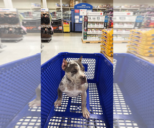 American Bully Puppy for sale in INKSTER, MI, USA