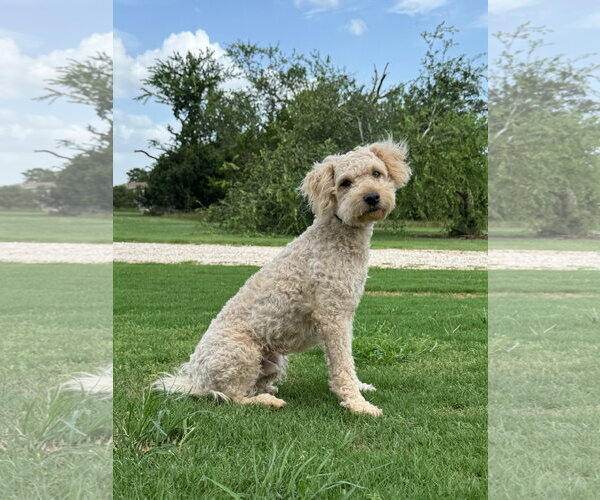 Medium Photo #3 Mutt Puppy For Sale in PIPE CREEK, TX, USA