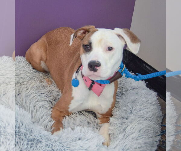 Medium Photo #4 American Staffordshire Terrier-Boxer Mix Puppy For Sale in Huntley, IL, USA