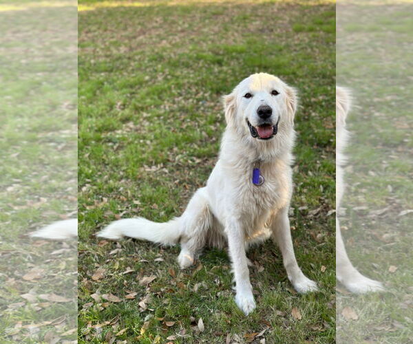 Medium Photo #2 Great Pyrenees Puppy For Sale in Spring, TX, USA