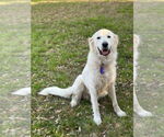 Small #1 Great Pyrenees