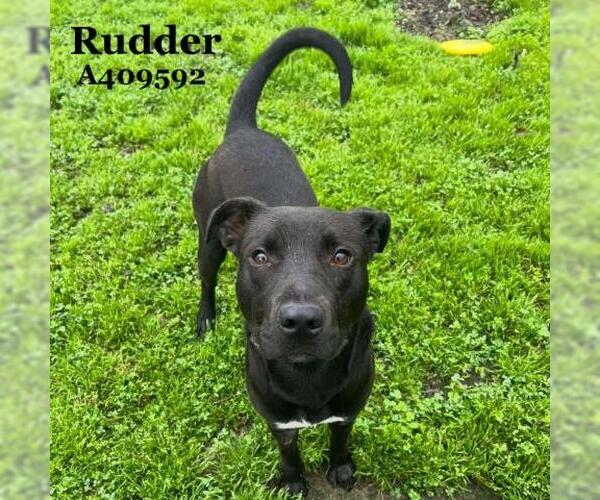 Medium Photo #2 American Pit Bull Terrier-Unknown Mix Puppy For Sale in Conroe, TX, USA