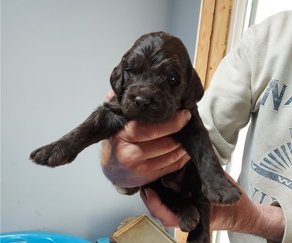 Medium Photo #2 Labradoodle Puppy For Sale in KALKASKA, MI, USA