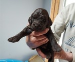 Small #1 Labradoodle