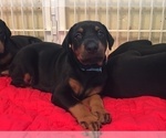 Small Photo #3 Doberman Pinscher Puppy For Sale in MIDWEST CITY, OK, USA