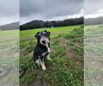 Small #4 Tibetan Terrier Mix