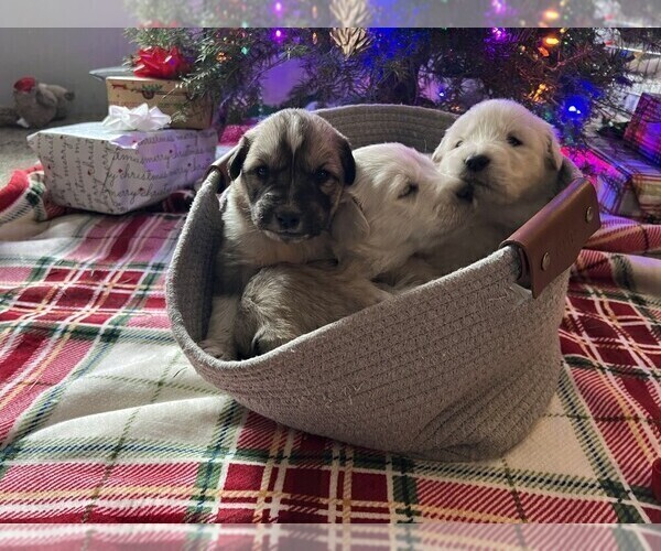 Medium Photo #14 Anatolian Pyrenees Puppy For Sale in CULDESAC, ID, USA