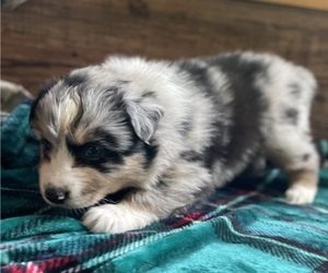 Australian Shepherd Puppy for sale in DRUMMONDS, TN, USA