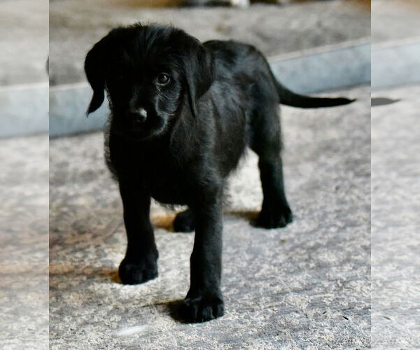 Medium Photo #3 Labrador Retriever-Unknown Mix Puppy For Sale in Mechanicsburg, PA, USA