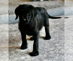 Small #2 Labrador Retriever Mix