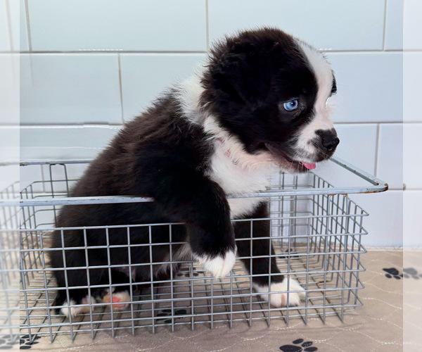 Medium Photo #6 Australian Shepherd Puppy For Sale in NEWBERRY, FL, USA