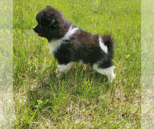 Medium Photo #12 Pomeranian Puppy For Sale in SAINT PAUL, MN, USA