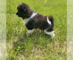 Small Photo #12 Pomeranian Puppy For Sale in SAINT PAUL, MN, USA