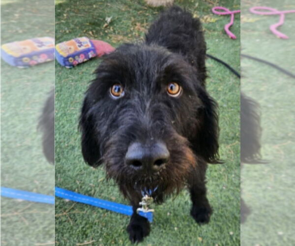 Medium Photo #3 Mutt Puppy For Sale in Lakewood, CO, USA