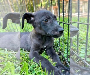 Raya - Female Labrador Retriever Dog for Adoption - Photo #2