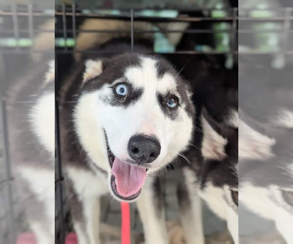 Medium Photo #5 Siberian Husky-Unknown Mix Puppy For Sale in Holly Springs, NC, USA
