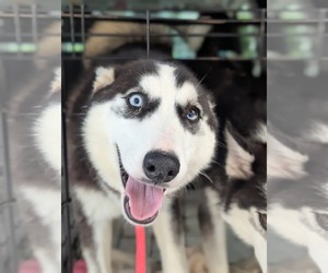 Winnie - Female Siberian Husky-Unknown Mix Dog for Adoption - Photo #5