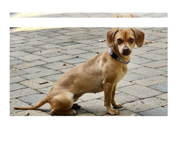 Medium Photo #1 Chiweenie Puppy For Sale in Mooresville, NC, USA