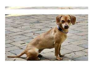 Chiweenie Dogs for adoption in Mooresville, NC, USA