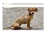 Small Chiweenie