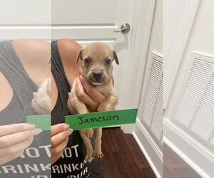 Mutt Dogs for adoption in New Orleans, LA, USA
