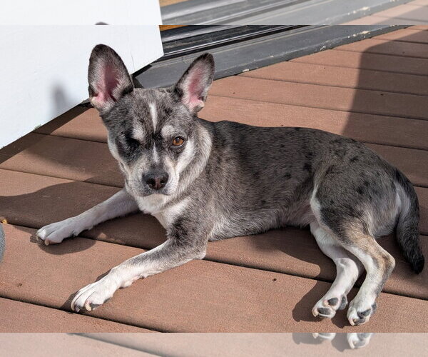 Medium Photo #2 French Bullhuahua Puppy For Sale in Bellevue, WA, USA