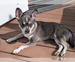 Small #1 French Bullhuahua