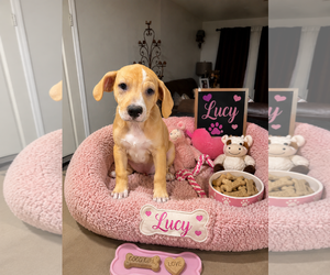 Beagle-Unknown Mix Dogs for adoption in Queen Creek, AZ, USA