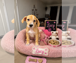 Small Beagle Mix