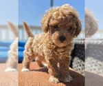 Puppy PENNY Miniature Labradoodle