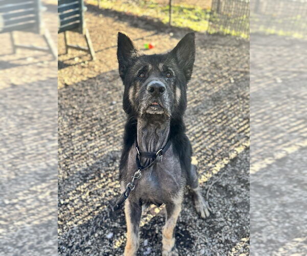 Medium Photo #7 Mutt Puppy For Sale in Elmsford, NY, USA