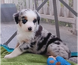 Miniature Australian Shepherd Puppy for sale in BLACKSBURG, SC, USA