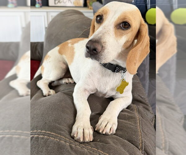 Medium Photo #2 Beagle-Unknown Mix Puppy For Sale in Sandy, UT, USA