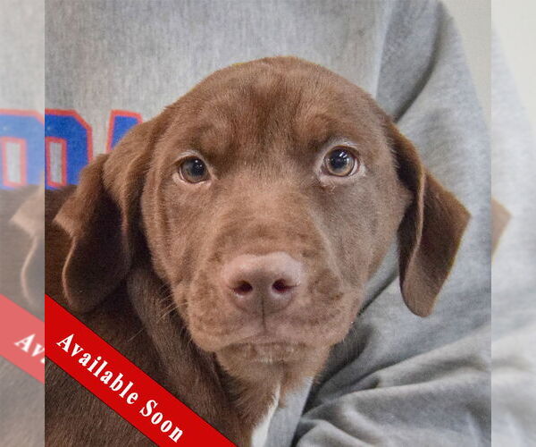 Medium Photo #1 Chocolate Labrador retriever-Unknown Mix Puppy For Sale in Huntley, IL, USA